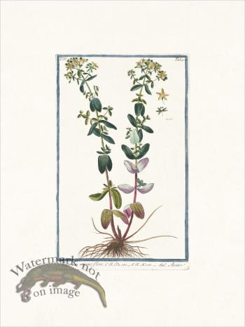 Bonelli 390 St. Peter's-Wort